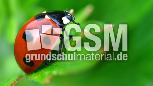 Siebenpunkt-Marienkäfer (6).jpg